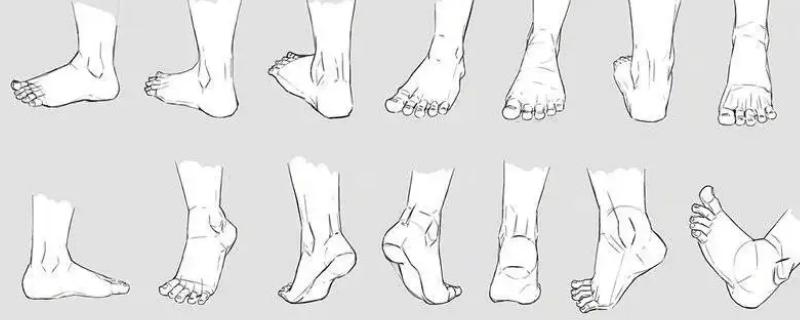 绘画脚部结构比例是怎么样的，脚和脚趾的比例是4：1
