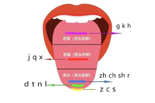 发音不准如何练习，做口齿训练可增强唇舌肌肉的力量