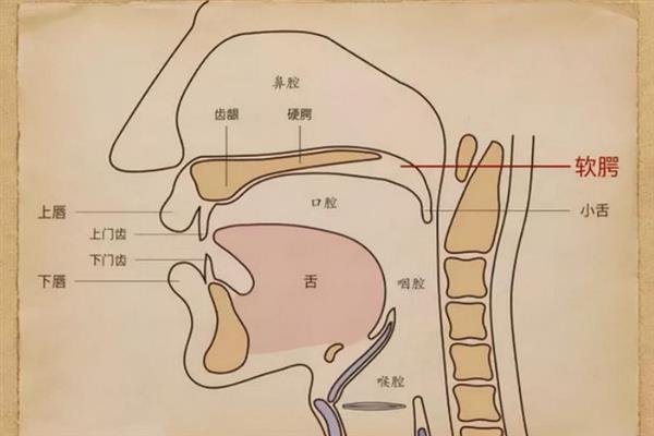 伪音怎么练习高音，可以通过爬音阶、练习气息等方式