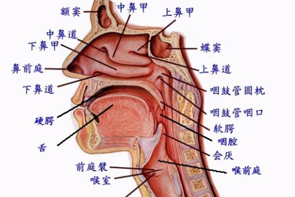 声音改变的技巧，需要调整自己的心理状态和情绪