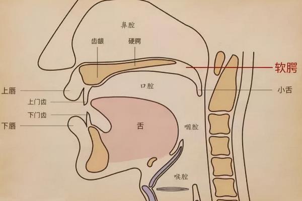 伪音如何共鸣，分为鼻腔共鸣、口腔共鸣、咽腔共鸣等