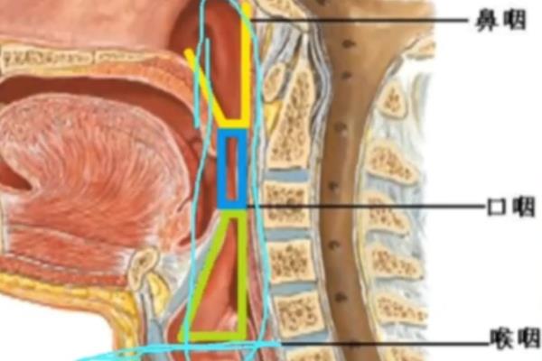伪音如何共鸣，分为鼻腔共鸣、口腔共鸣、咽腔共鸣等