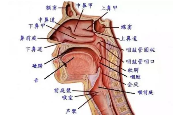 伪音如何共鸣，分为鼻腔共鸣、口腔共鸣、咽腔共鸣等