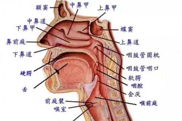 配音员如何让自己的声音更具穿透力，需控制气息