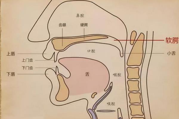 想学播音主持可以从哪里入手，首先要练好发声基础