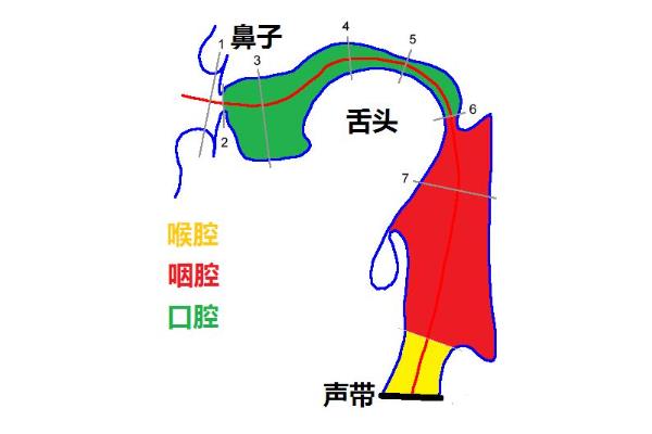 想学播音主持可以从哪里入手，首先要练好发声基础