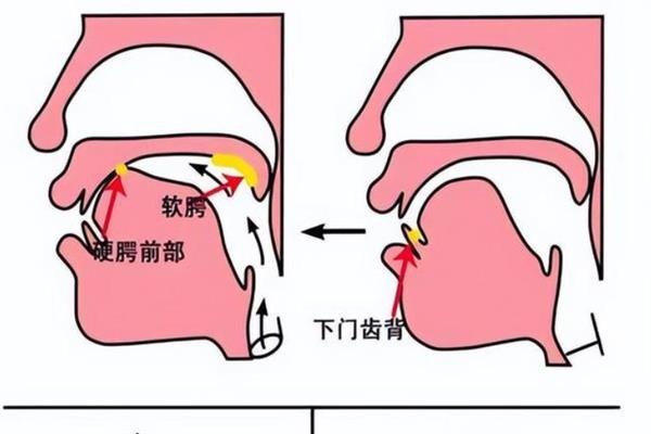 播音主持怎么练咬字，首先一定要保证发音准确