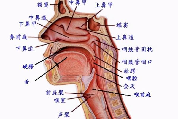 伪音对本音有没有影响，可以让声音变得更好听