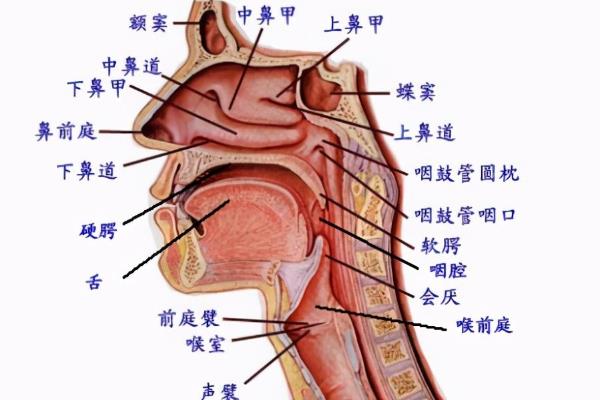 声音听起来很虚怎么处理，需加强气息的训练