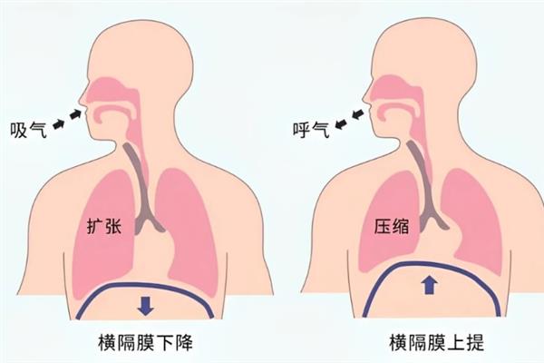 改变声音如何训练，包括发声部位肌肉的锻炼、呼吸方式等