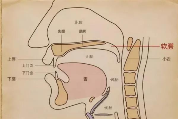 说话发音位置靠前会如何，会导致自己的声音尖锐