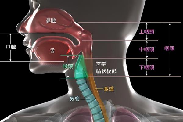 说话发音位置靠前会如何，会导致自己的声音尖锐