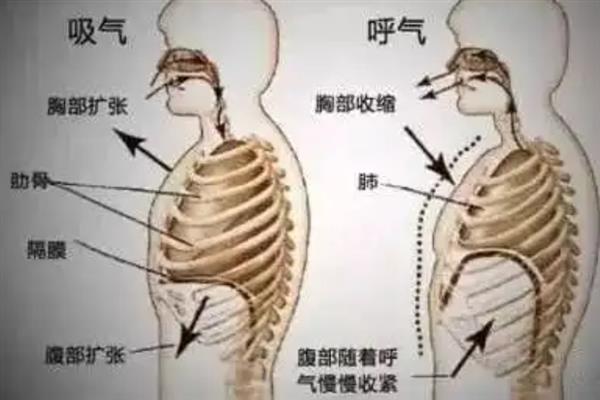 播音共鸣的主要方式，以胸腔共鸣为主