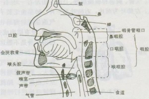 播音共鸣的主要方式，以胸腔共鸣为主