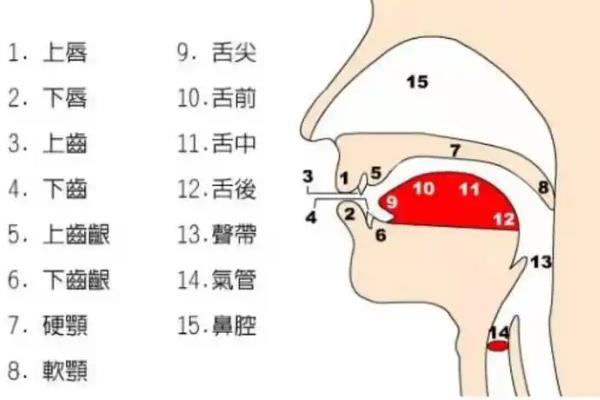 朗诵的声音怎么练，包括声带训练、呼吸训练等