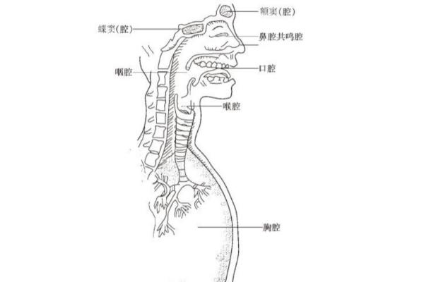 哪种声音有魅力，首先说话吐字要清楚明白