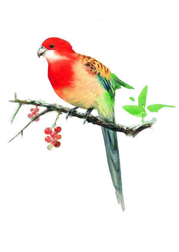 站在树枝上小憩的鸟类彩绘图片