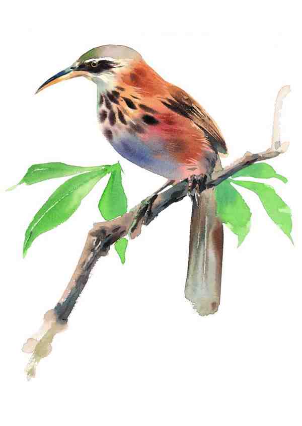 惟妙惟肖的彩绘图片-站在枝头的鸟儿