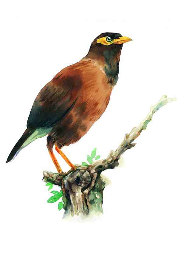 活灵活现的鸟类彩绘图片