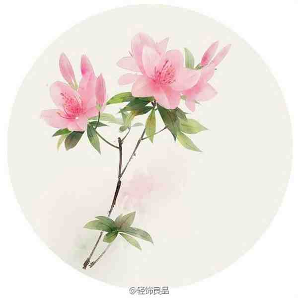 艺术家无轩手绘唯美鲜花插画图片