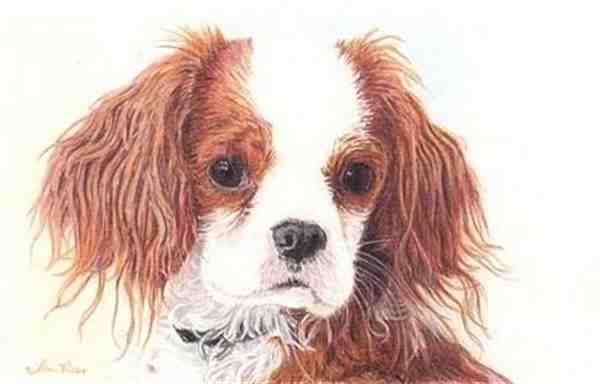 Ian Rees铅笔手绘寂寞的狗狗图片