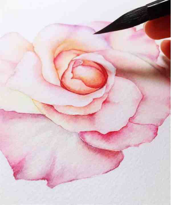 一朵水彩玫瑰花的湿叠和渗叠绘制