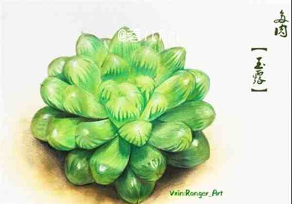绿色多肉彩铅画手绘教程