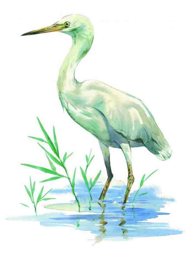 彩绘孔雀仙鹤图片合集