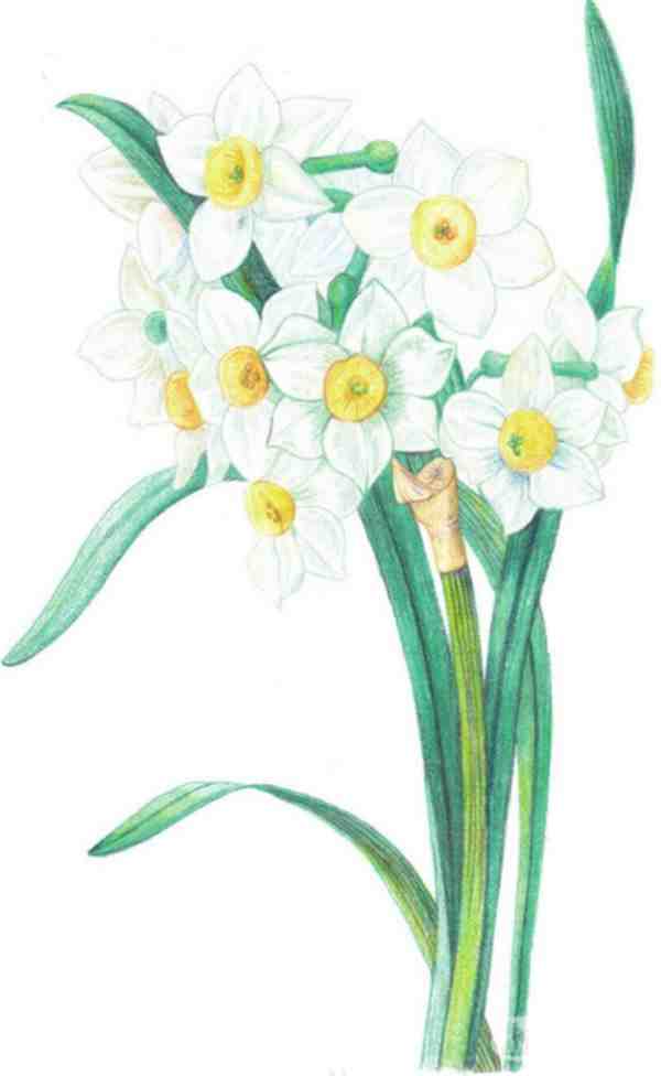 水仙花彩铅画教程步骤图