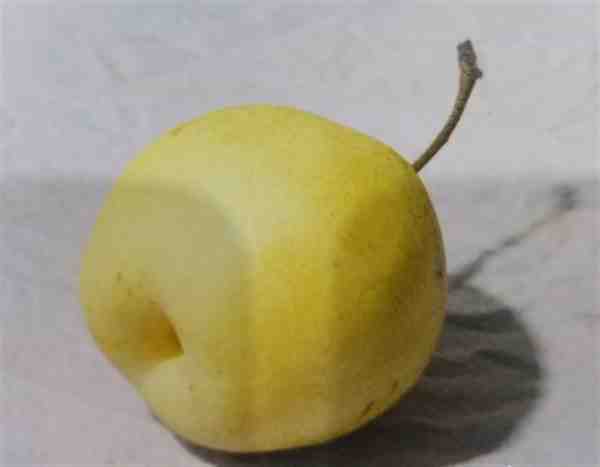 水粉静物水果画法步骤调色画法