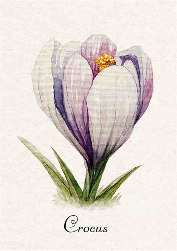 欣赏一组植物花卉水彩画 BY:freelance