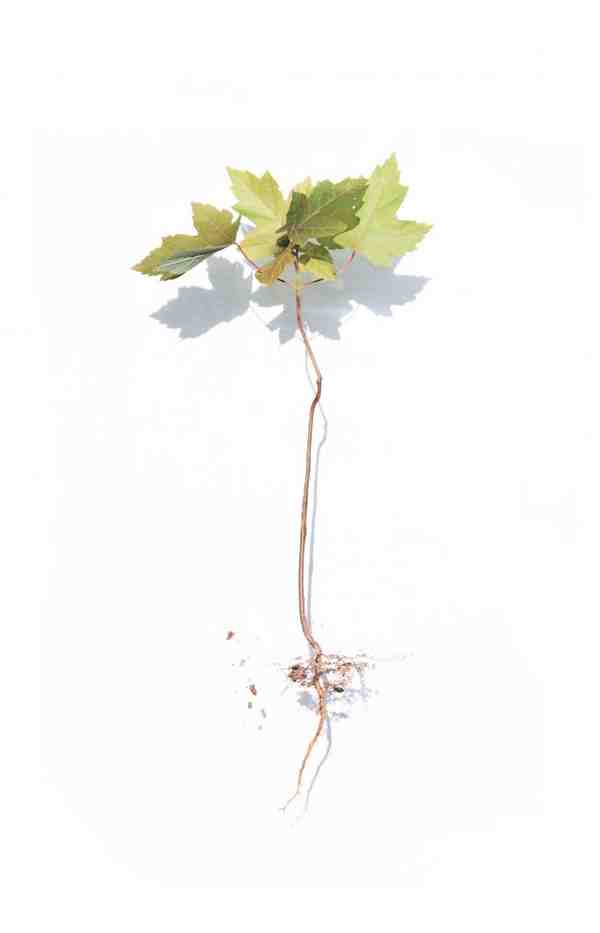 植物花朵水彩绘画图片