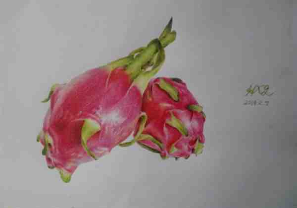 简单的火龙果彩铅画教程