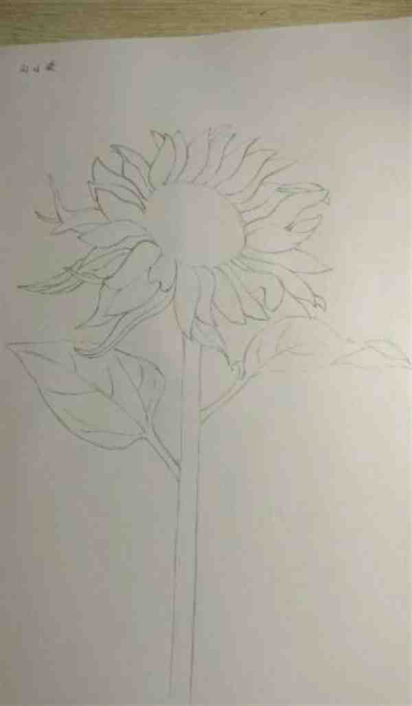 彩铅画向日葵图片步骤教程