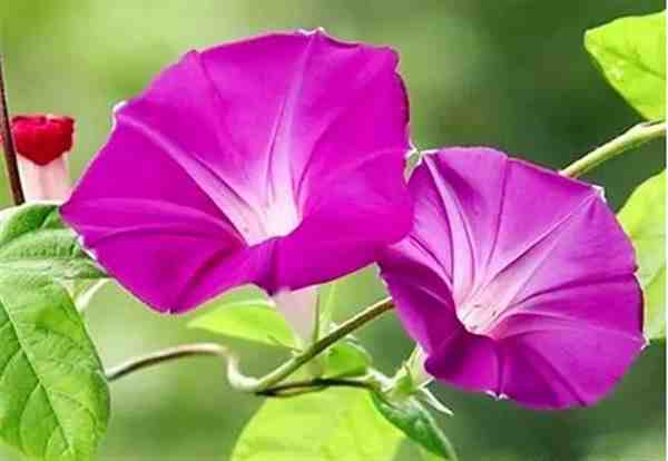 牵牛花水彩画详细教程