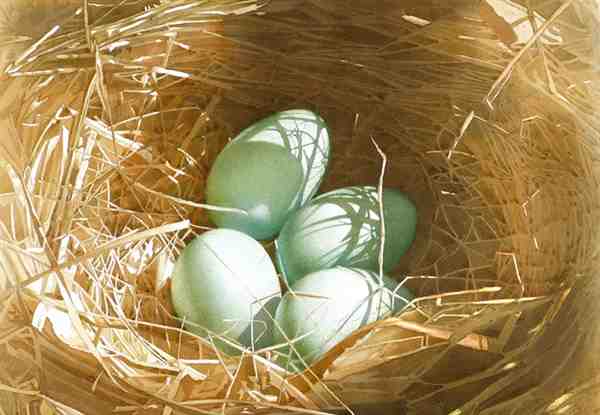 孙建刚鸟巢系列水彩画作品图片