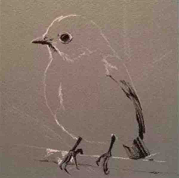 色粉笔鸟类绘画教程