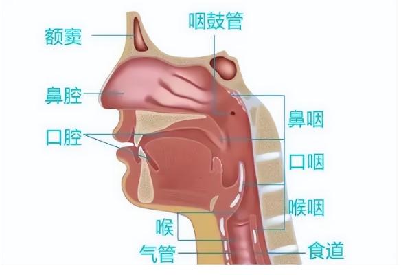 用喉咙说话是否会伤害嗓子，长时间提着嗓子说话容易引发咽喉类疾病