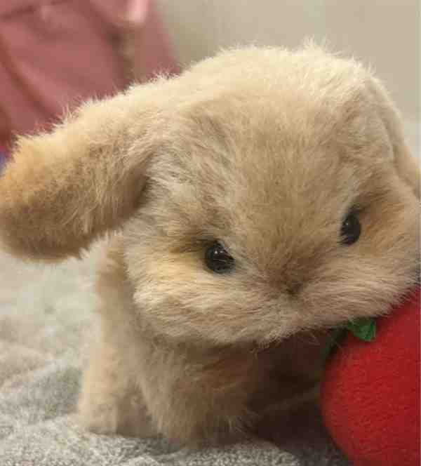 用扭扭棒编一只垂耳兔(最新教程图解)