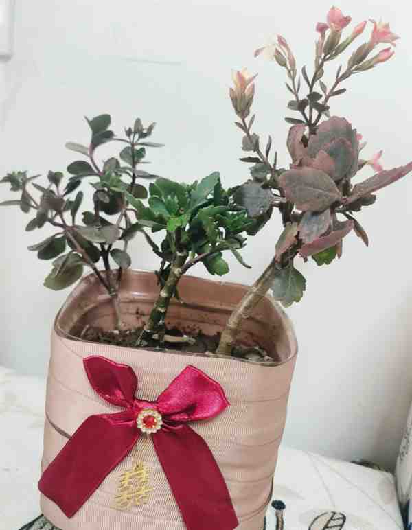 矿泉水瓶装饰创意养花图片教程