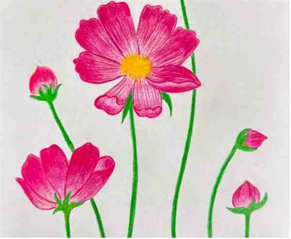 春天花朵的画法怎么画(格桑花)教程方法