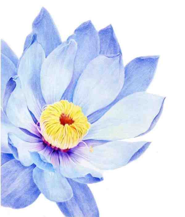 零基础学插画: 一步一步教我画睡莲