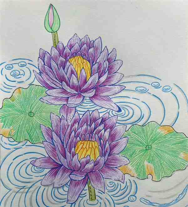 儿童彩铅画: 8一11岁简单画花朵睡莲颜色