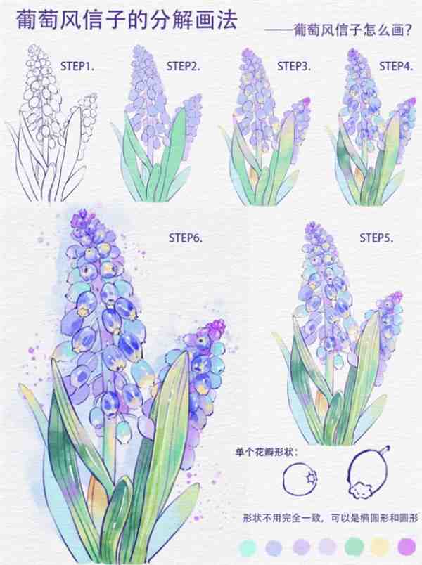 插画教程: 风信子简单铅笔画图片大全