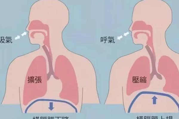 声优的基本功有哪些，包括胸腹式呼吸法、肺活量的练习等