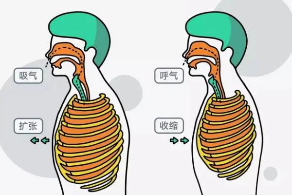 播音时有哪些正确的呼吸方式，胸腹式呼吸