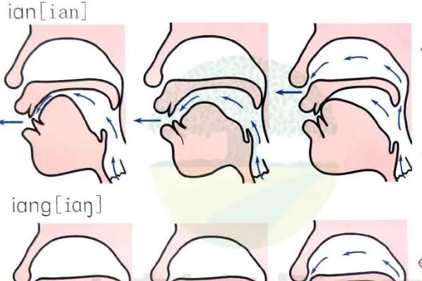 纠正尖音的发音方式，掌握j、q、x的发音部位和发音方法