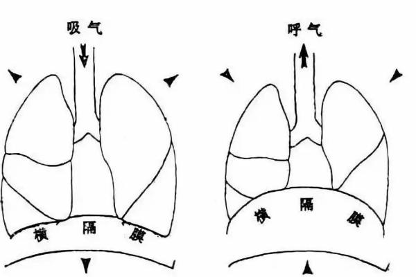 伪音如何练气息，首先感受自己的膈肌的变化