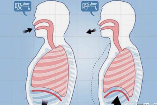 练气息的方法，包括小狗喘气法和深吸浅呼法