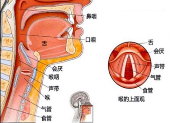 什么是压喉，就是故意的将自己的声音往下压